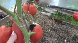 Томат Минусинский кистевой