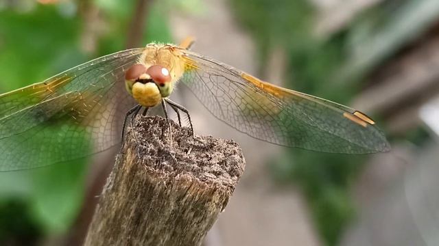 стрекозка. смотреть онлайн