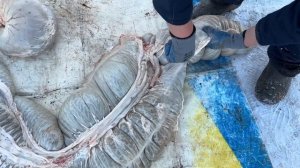 Согым.ЖЫЛКЫНЫН IШЕК КАРЫНЫН толык тазалау ,Как чистить кишки ,Конина.