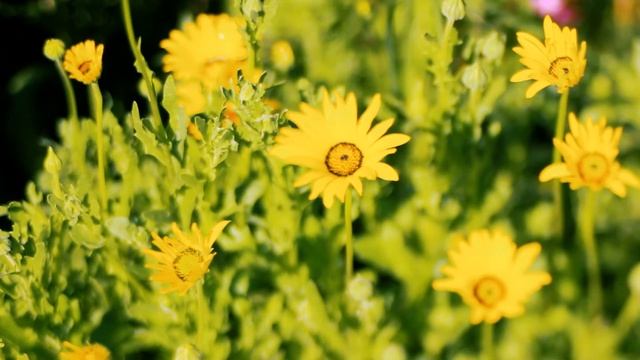 Полевая желтая трава в начале лета | Футажи красивая природа [FullHD] смотреть онлайн