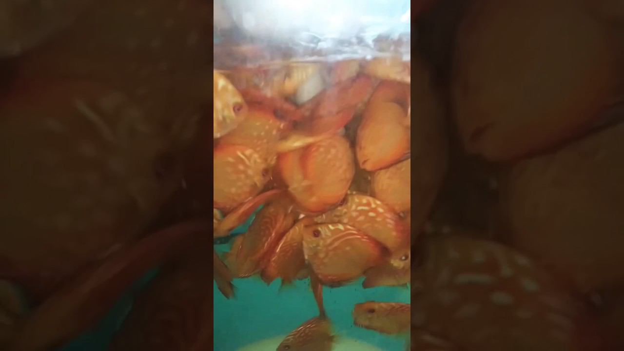 Ручные Пираньи смотреть онлайн