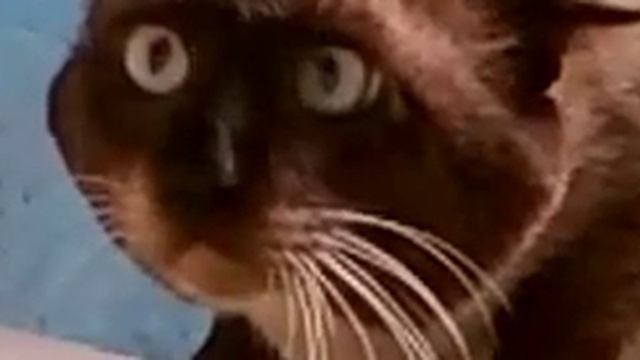 Ну очень странный кот!.mp4 смотреть онлайн