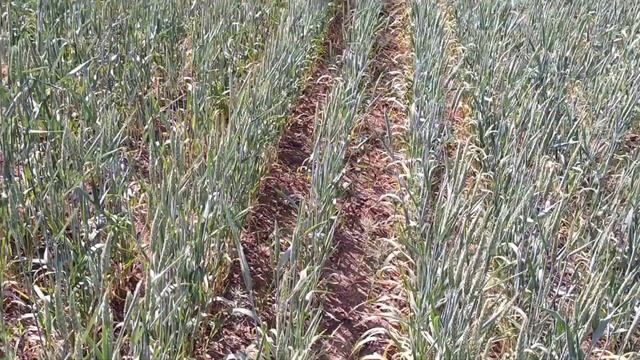 Проявление пустоколосицы на различных сортах яровой мягкой пшеницы (ЖаңаДала 13-14.07.2022, с.Енбек смотреть онлайн