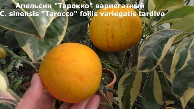 Апельсин "Тарокко" вариегатный . C. sinensis "Tarocco" foliis variegatis tardivo смотреть онлайн