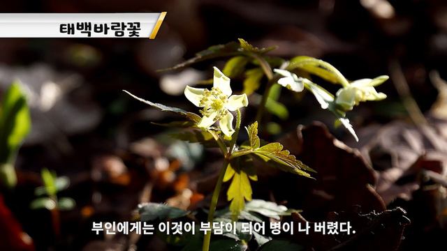 [3편 바람꽃] 세상에 첫선을 보이는 야생화이야기 3편 #바람꽃, #희귀식물, #특산식물 смотреть онлайн