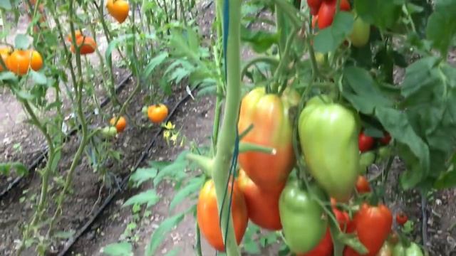 Урожайные гибриды Гроздевой F1 и Корнабель F1 смотреть онлайн