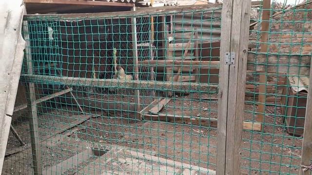 Строительство для шипунов. Огород. Борюсь с сорняками... смотреть онлайн