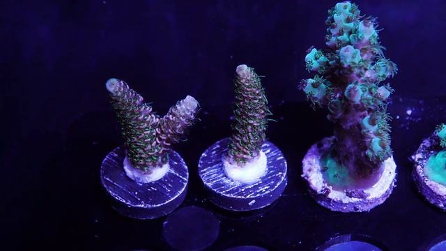 ACI Pink Spathulata - Frag 2 смотреть онлайн