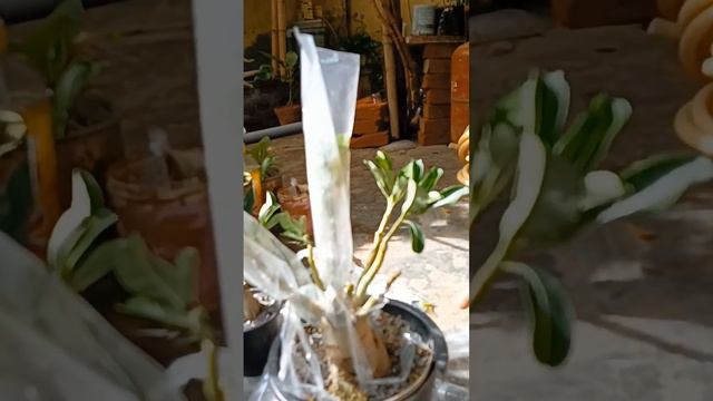 Adenium Grafting update смотреть онлайн