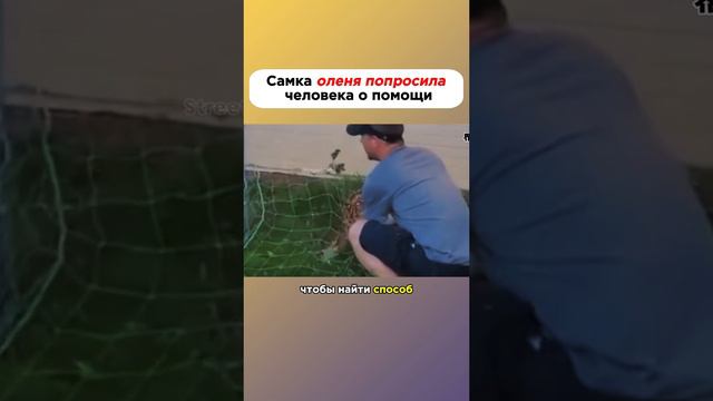 Самка оленя попросила человека о помощи 🙏🙏🙏 смотреть онлайн
