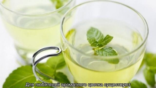 Уход и выращивание растений в открытом грунте