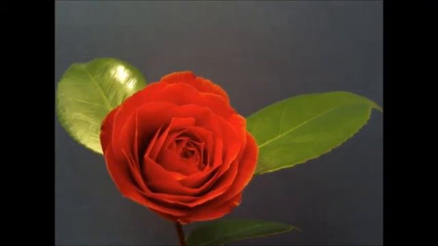 time lapse camélia смотреть онлайн