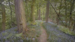 Зрительная гимнастика Лесные жители