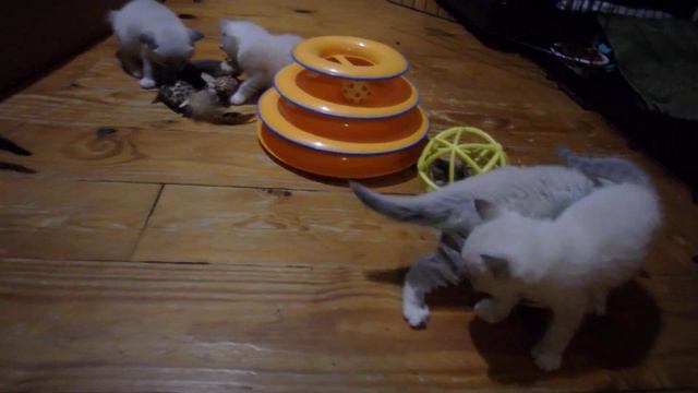 Kittens Playing | Tabby and White Kittens смотреть онлайн