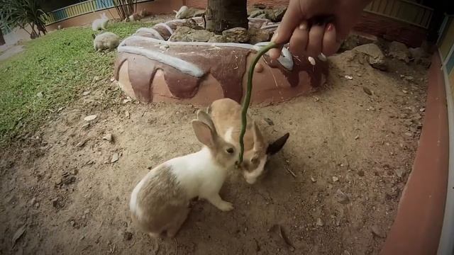 Приключения Кота Батона в Тайланде