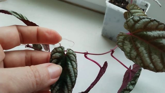 Новинки: Циссус и бегония. смотреть онлайн