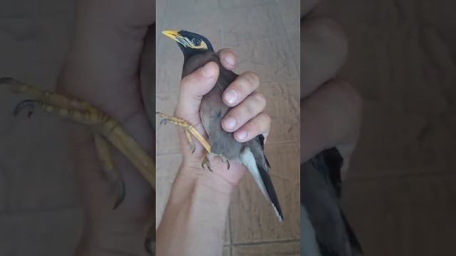 Афганский скворец, или майна. Воюет. Часть 2. смотреть онлайн