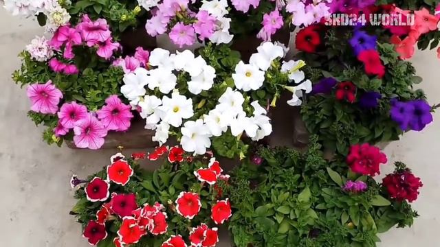 Petunia different colours | petunia flower Views| petunia flower plant | variety petunia flowers смотреть онлайн