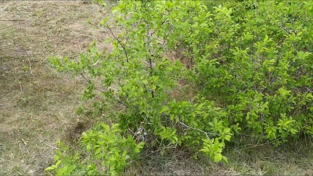 ДОМ В ДЕРЕВНЕ. ДЕНЬ 16. УБОРКА В ОГОРОДЕ. ПРИВОДИМ УЧАСТОК В ПОРЯДОК. УСТАНОВИЛИ НОВЫЙ СЧЕТЧИК. смотреть онлайн