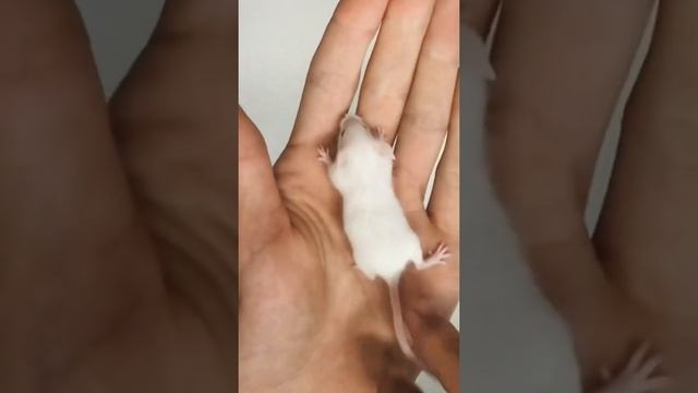 Новорождённые мыши в руке. Стремно? #домашниеживотные #змея #роды #грызуны #мышь #домашниеживотные смотреть онлайн