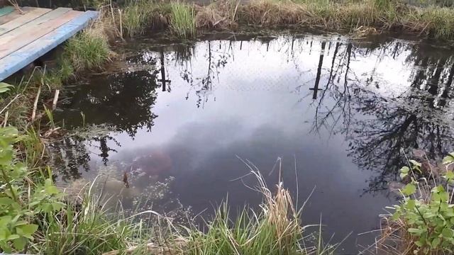 Самодельный прудик на даче. Самодельный пруд для рыбы. Искусственный пруд. Декоративный прудик. смотреть онлайн