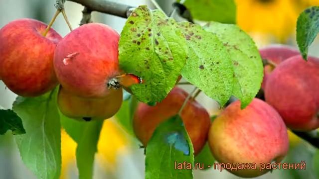 Яблоня пурпурная Алтайское пурпурное (malus) ? обзор: как сажать, саженцы яблони Алтайское пурпурно смотреть онлайн