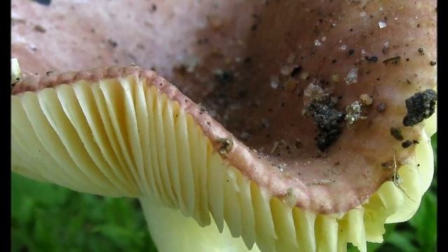 Holubinka raná Russula nauseosa смотреть онлайн