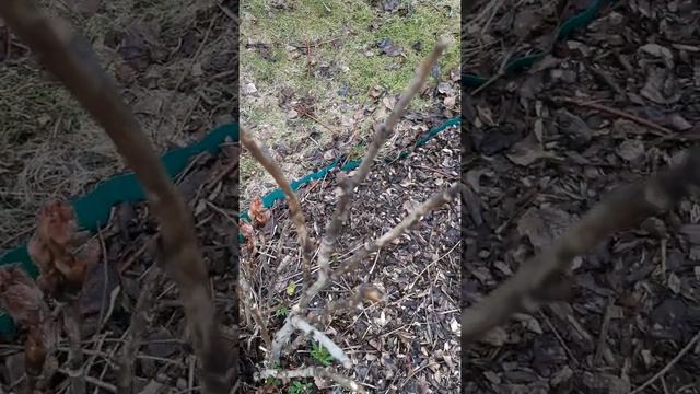 #Sorts.Древовидный пион. Обрезка и уход. смотреть онлайн