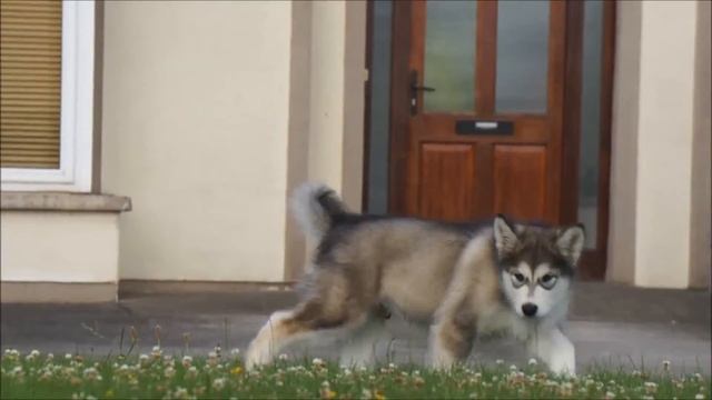 Alaskan Malamutes Blues & Ilatka 10 Weeks Old, Last Day Together смотреть онлайн