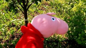 Реальная Жизнь Свинки Пиги №4 - Бассейн и грибы