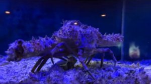 Краб декоратор, краб-паук Camposcia retusa