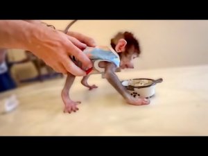 Как накормить Люсю фруктовой пюрешкой, чтобы не отвлечь Степашку от любимой каши)))