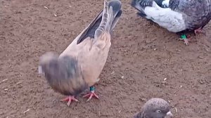 Голуби Кировоградские