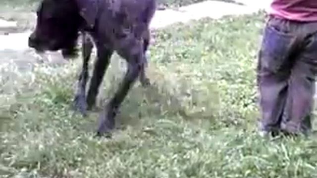 На даче. смотреть онлайн