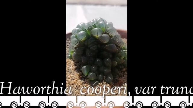 Haworthia cooperi, Rosa de agua смотреть онлайн