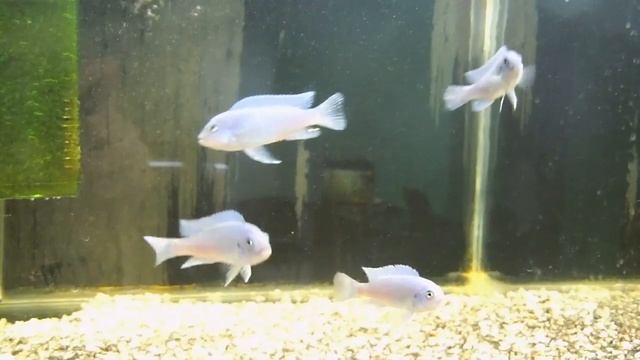 Псевдотрофеус зебра голубой, 5-6см смотреть онлайн