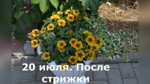 Петхоа BeautiCal Frevch Vanilla и Caramel Yellow