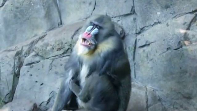 Mandrill's at the Melbourne Zoo. смотреть онлайн