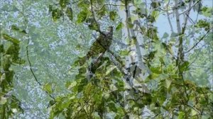 Нина Вараксина Кукушка