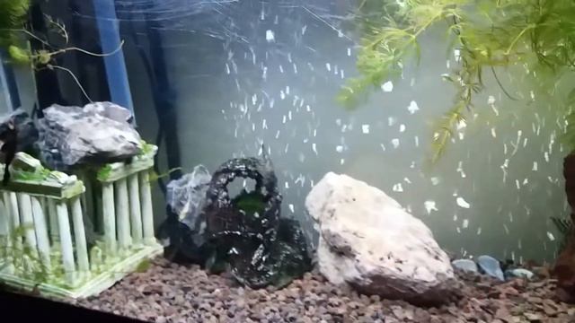 Полиптерус сенегальский (Polypterus senegalus) Хищник, Кормление, содержание, размножение, уход. смотреть онлайн