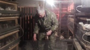 Как сделать клетку для перепелов своими руками // Мой вариант//Жизнь в деревне