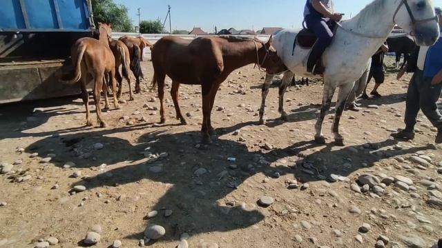 ПРИГОРОДНЫЙ МАЛ БАЗАРЫ 01/07/2023. ЖЫЛКЫ смотреть онлайн
