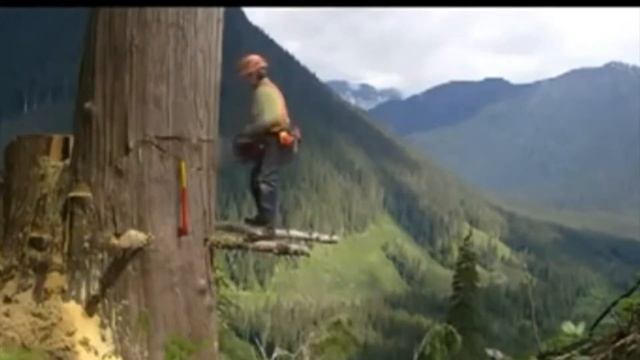 Лесоруб спиливает огромное дерево!!! #Короче ускоренное видео смотреть онлайн