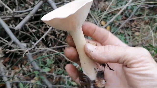 YEPYENİİİ❗Balkadın, Ebişke, Pırnal melkisi, Kurt kulağı mantarı Infundibulicybe geotropa, geotropa. смотреть онлайн