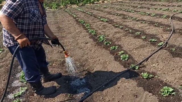 На улице жара +35, небольшой обзор по даче, как спасаем картофель. Полили уже нынче 4 раза. ? смотреть онлайн