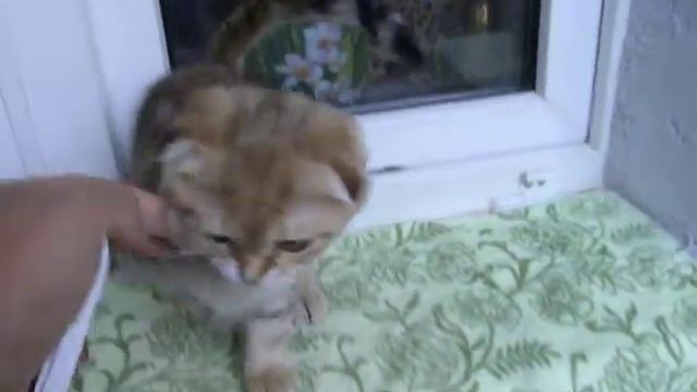 Galaxy Bene Vobis (Mouse Nightmare Cattery) смотреть онлайн