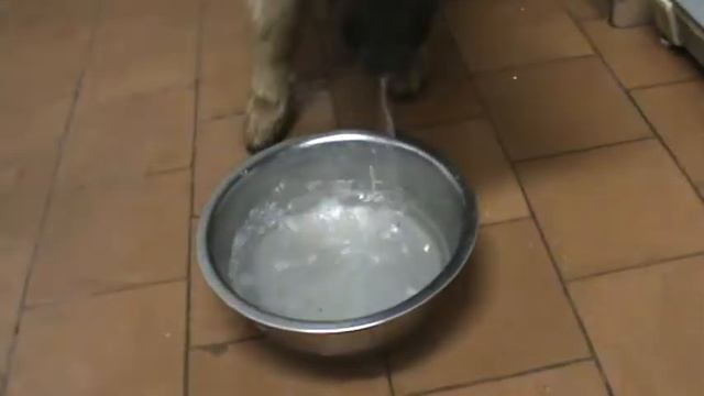Шрек "ловит рыбу.." )))) смотреть онлайн