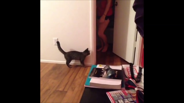 Ultimate Cat Vines Compilation - Best Cat Vines 2014 - 2015 - YouTube[via Torchbrowser.com]