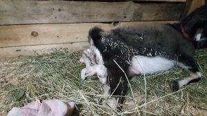 ПОЯВЛЕНИЕ НА СВЕТ КОЗЛЯТ. КАК ПРОХОДИТ ОКОТ У КОЗЫ!?ЧТО ДЕЛАТЬ?