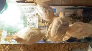 Индюшатам 10 дней ! Сколько весят индюшата в 10 суток ?!